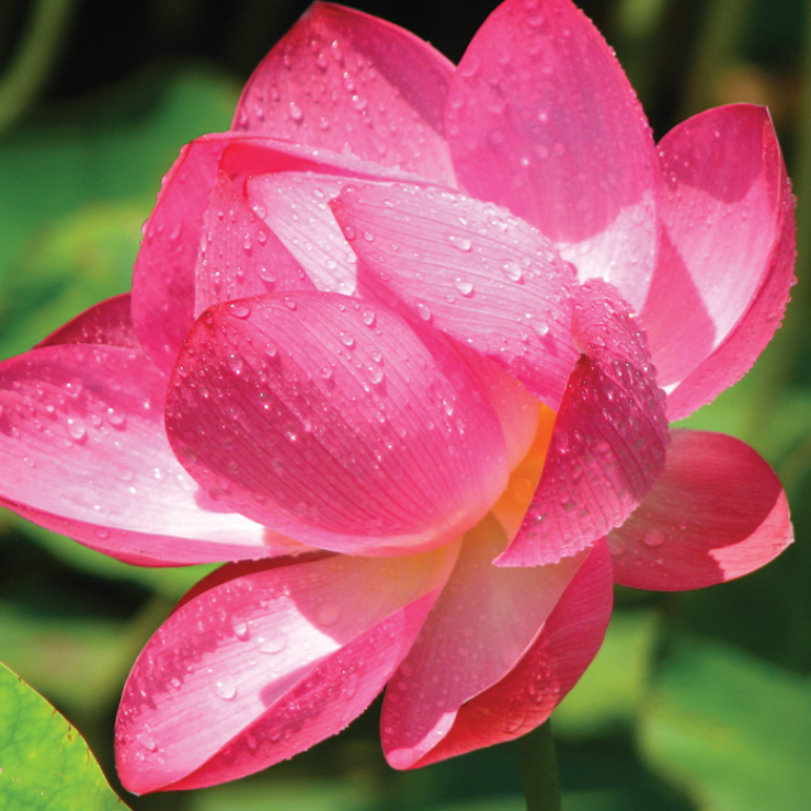 Pink Lotus Flower Absolute