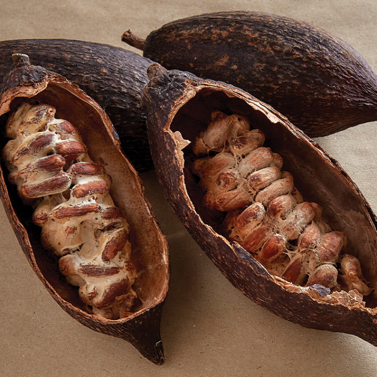 Cacao Absolute Essential Oil | Cacao Pod